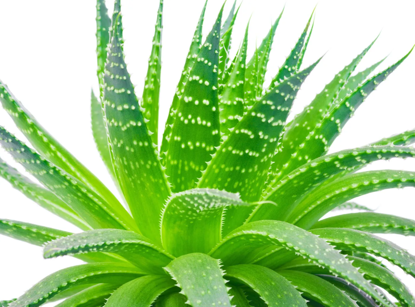 Roślinne wsparcie domowej apteczki: aloes, żyworódka, rozmaryn, mięta