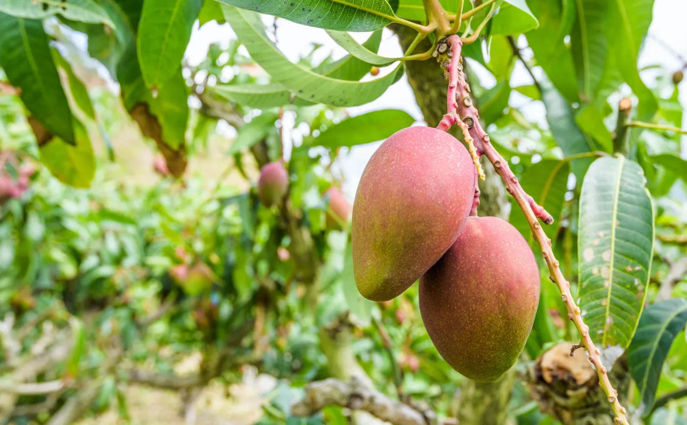 Kradzież z własnego drzewa? Sensacyjna sprawa 84-letniego złodzieja mango