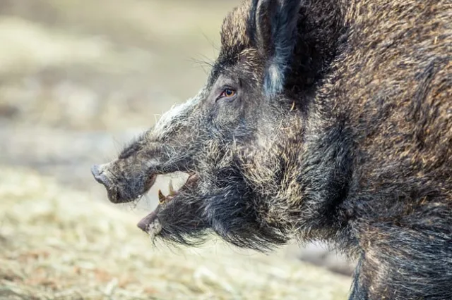 Był "kokainowy miś", dlaczego więc nie kokainowe dziki? I to nie w filmie