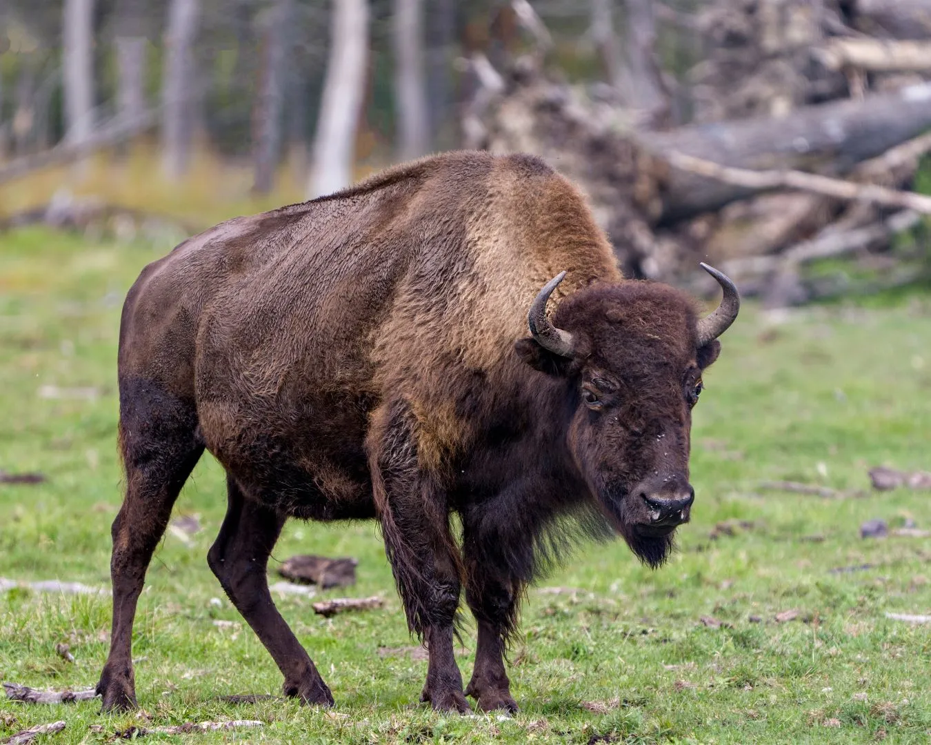 Oburzające zachowanie mężczyzn w zoo. Rzucali kamieniami w bizona