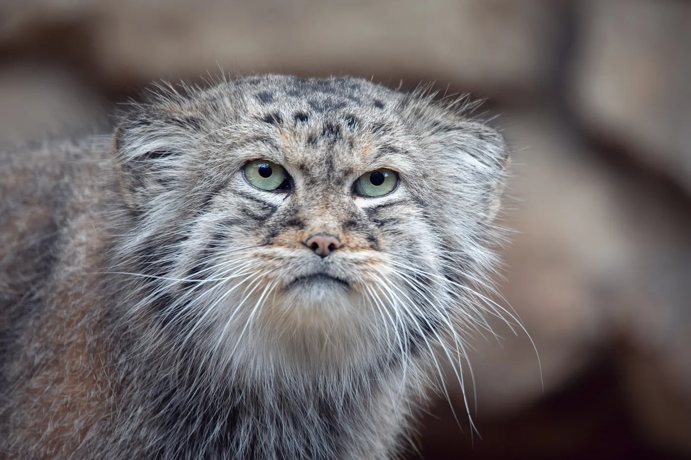 Poznański manul zdyskwalifikowany w konkursie. Głos zabrał Morawiecki