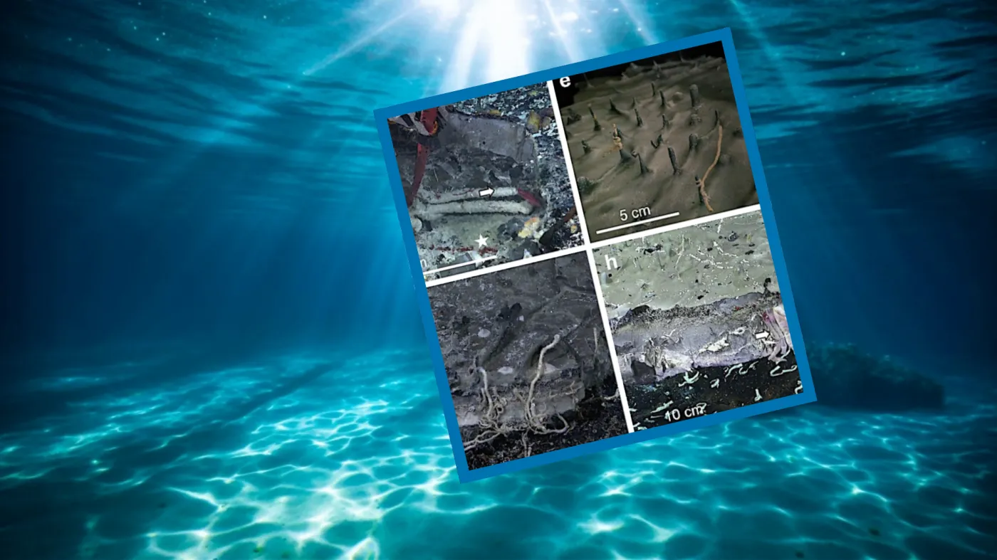 Zdumiewające odkrycie pod dnem oceanu. Naukowcy dopiero teraz ujawniają
