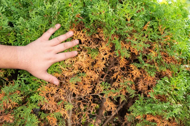 Tuje brązowieją od środka? Koniecznie wypróbuj te sposoby, a uratujesz rośliny