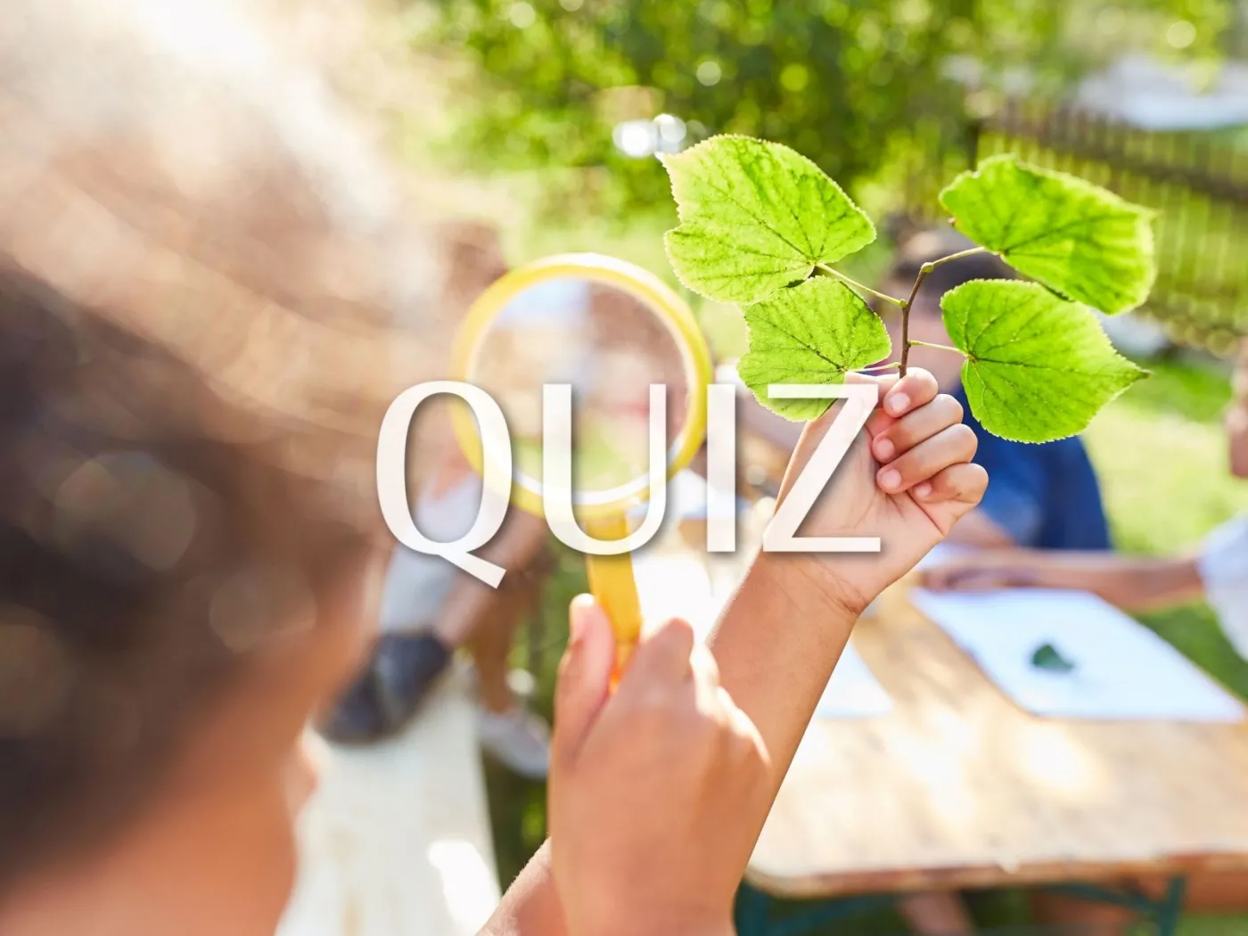 quiz 