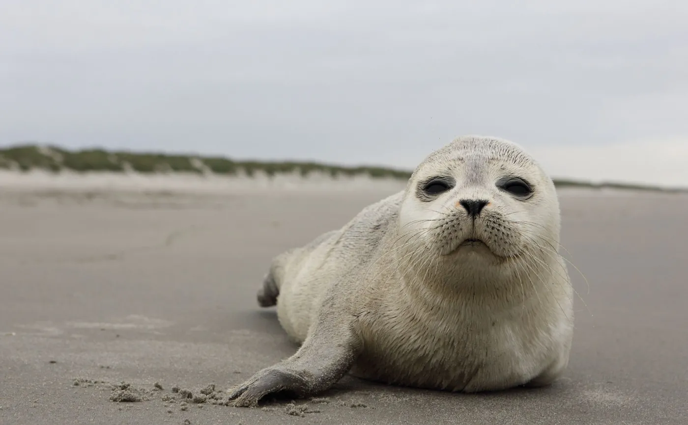 Foka, plaża, odpoczynek, Bałtyk