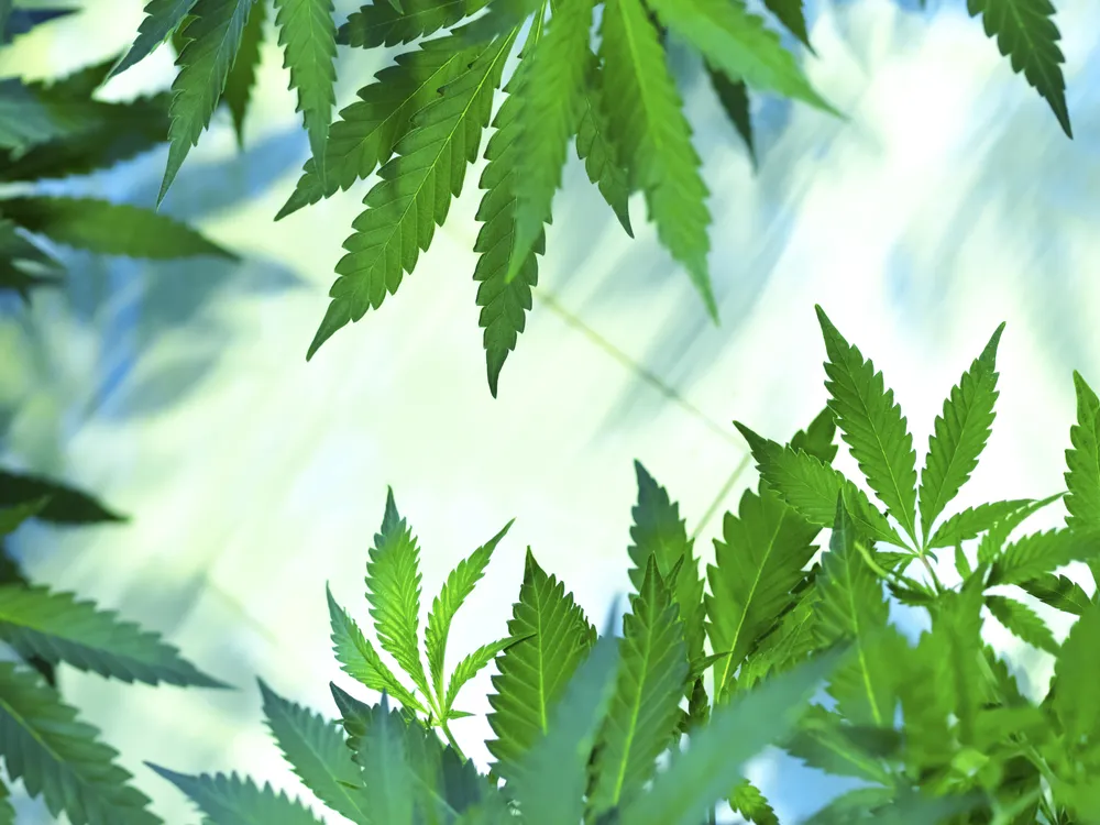 Legalna trawka w USA. W Kalifornii zalegalizowano rekreacyjną marihuanę