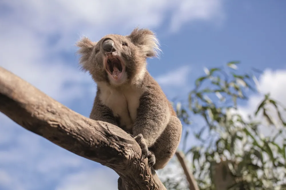 Australia przygotowuje ustawę, która zakaże wjazdu uchodźcom