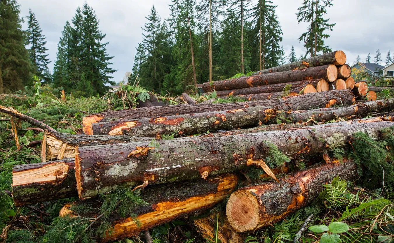Konflikt leśników. Unijny plan na ekologiczny przemysł drzewny wywołał burzę