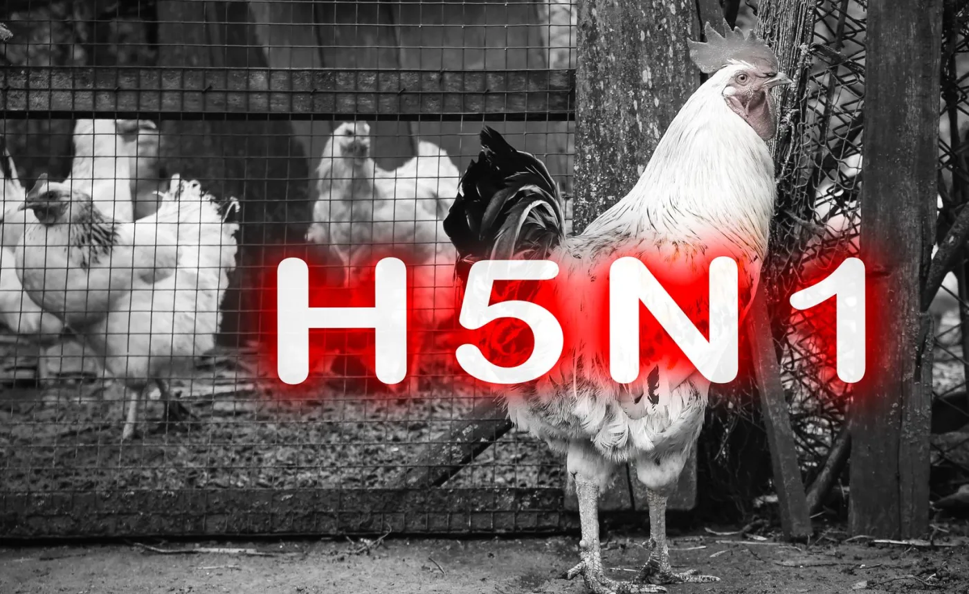 Brytyjscy eksperci o ptasiej grypie H5N1: Na razie nie ma zagrożenia