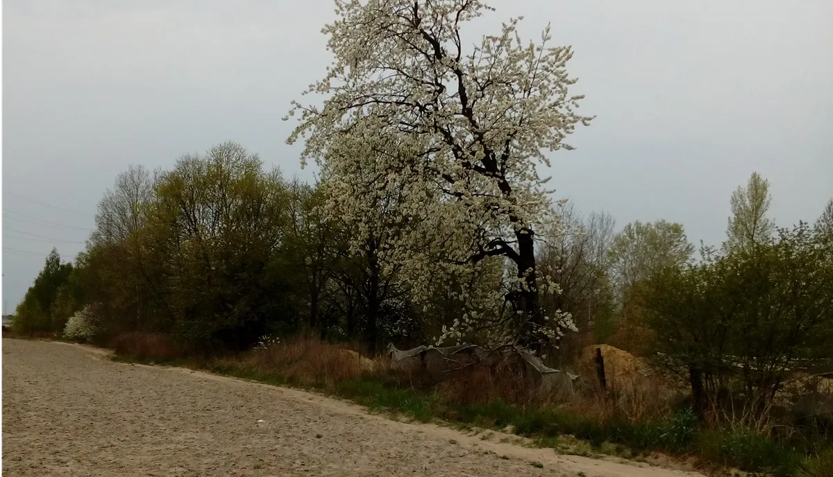 Skarbu Państwa nie można sądownie zmusić do sprzedaży gruntów rolnych dzierżawcy
