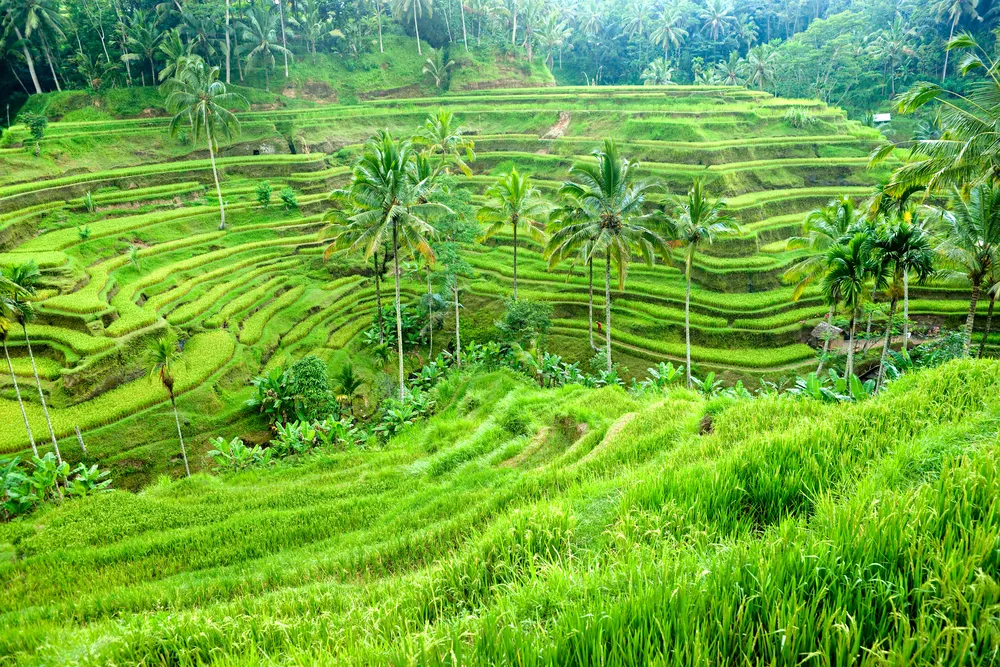1032794-ubud-indonesia.jpg
