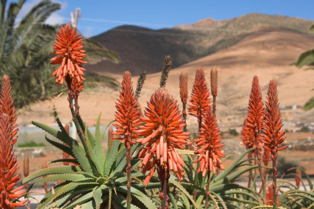 1248361-fuerteventura.jpg