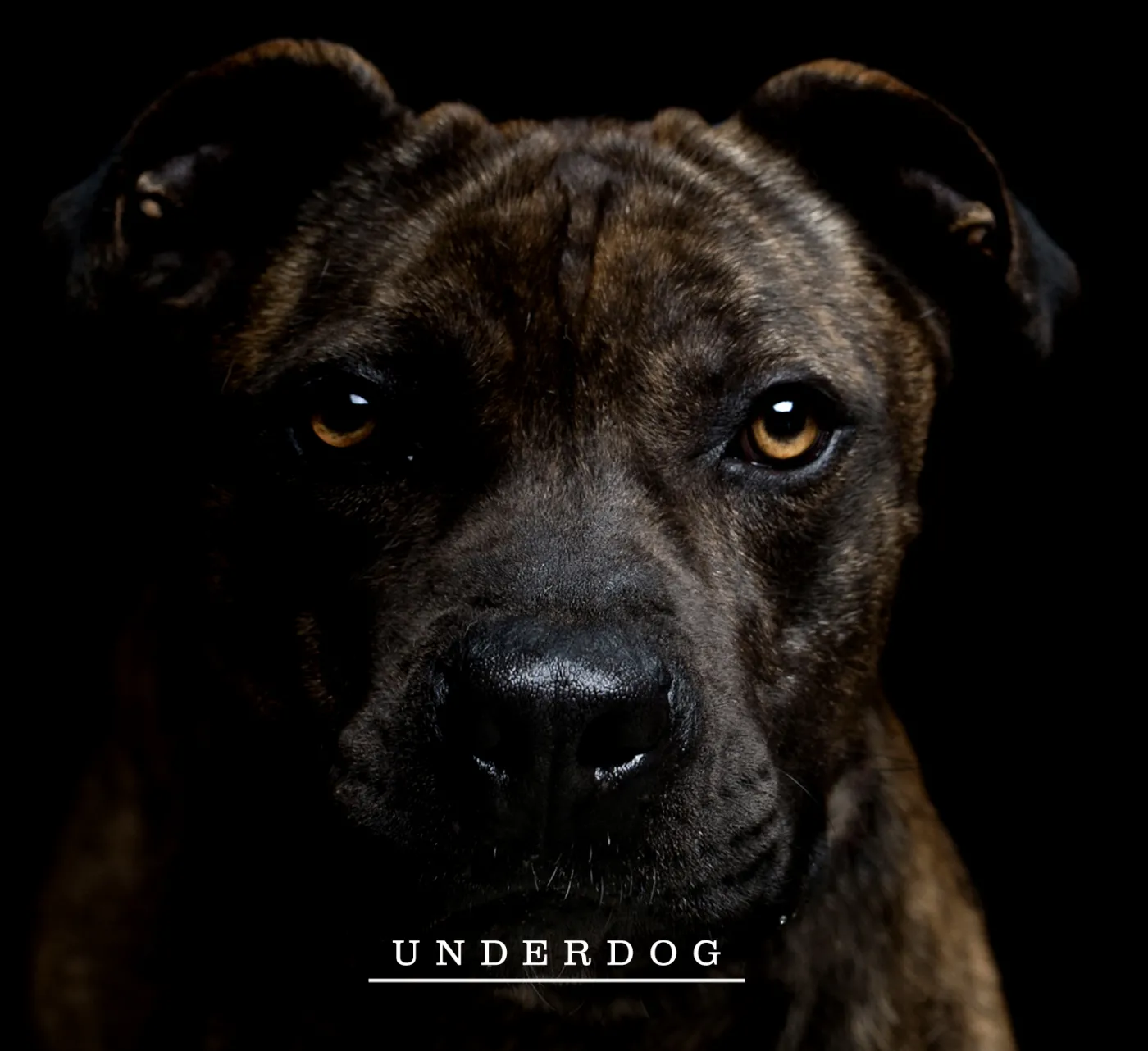 WNDKR "Underdog" - recenzja