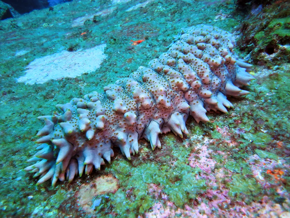 2078737-sea-cucumber.jpg
