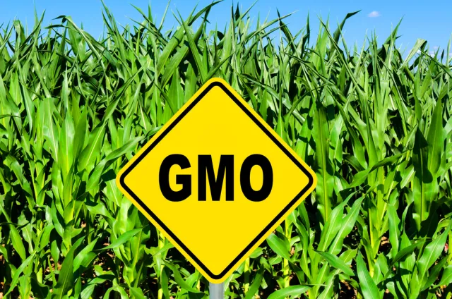 GMO w paszach będzie można stosować do 2021