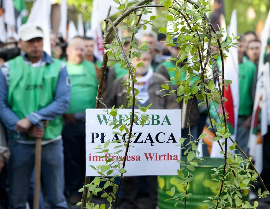 2047157-wierzba.jpg