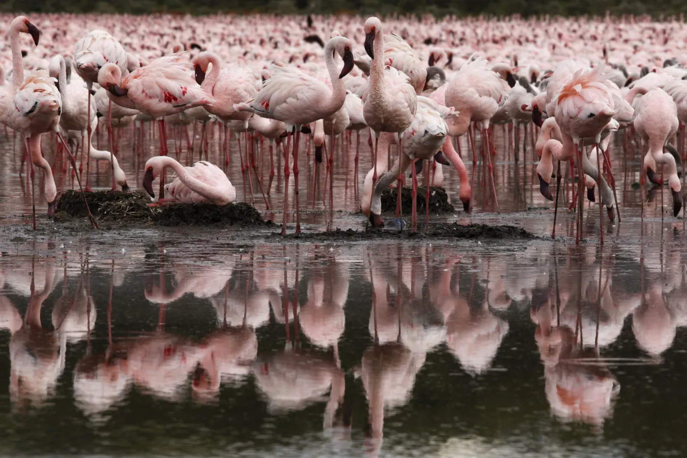 3200295-flamingi.jpg
