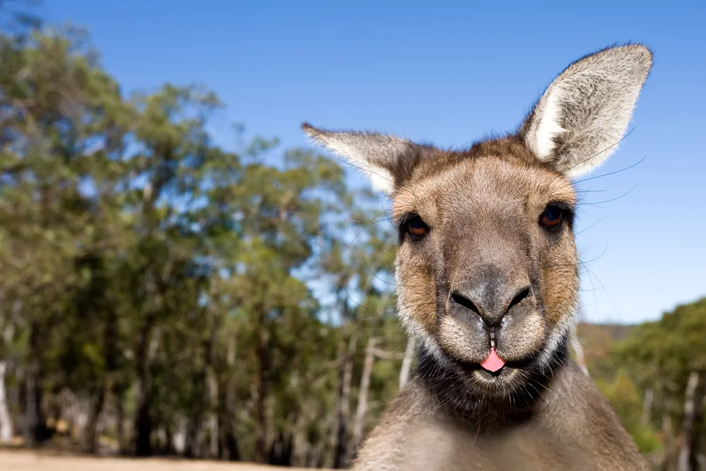 4706694-australia.jpg