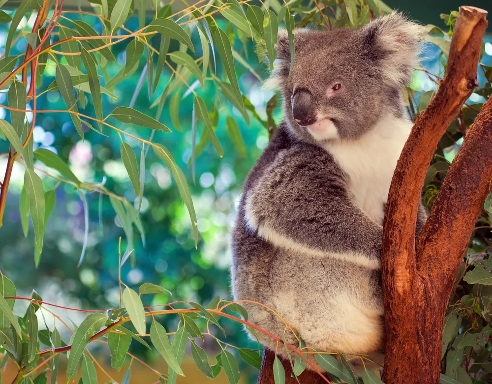 4706839-australia.jpg