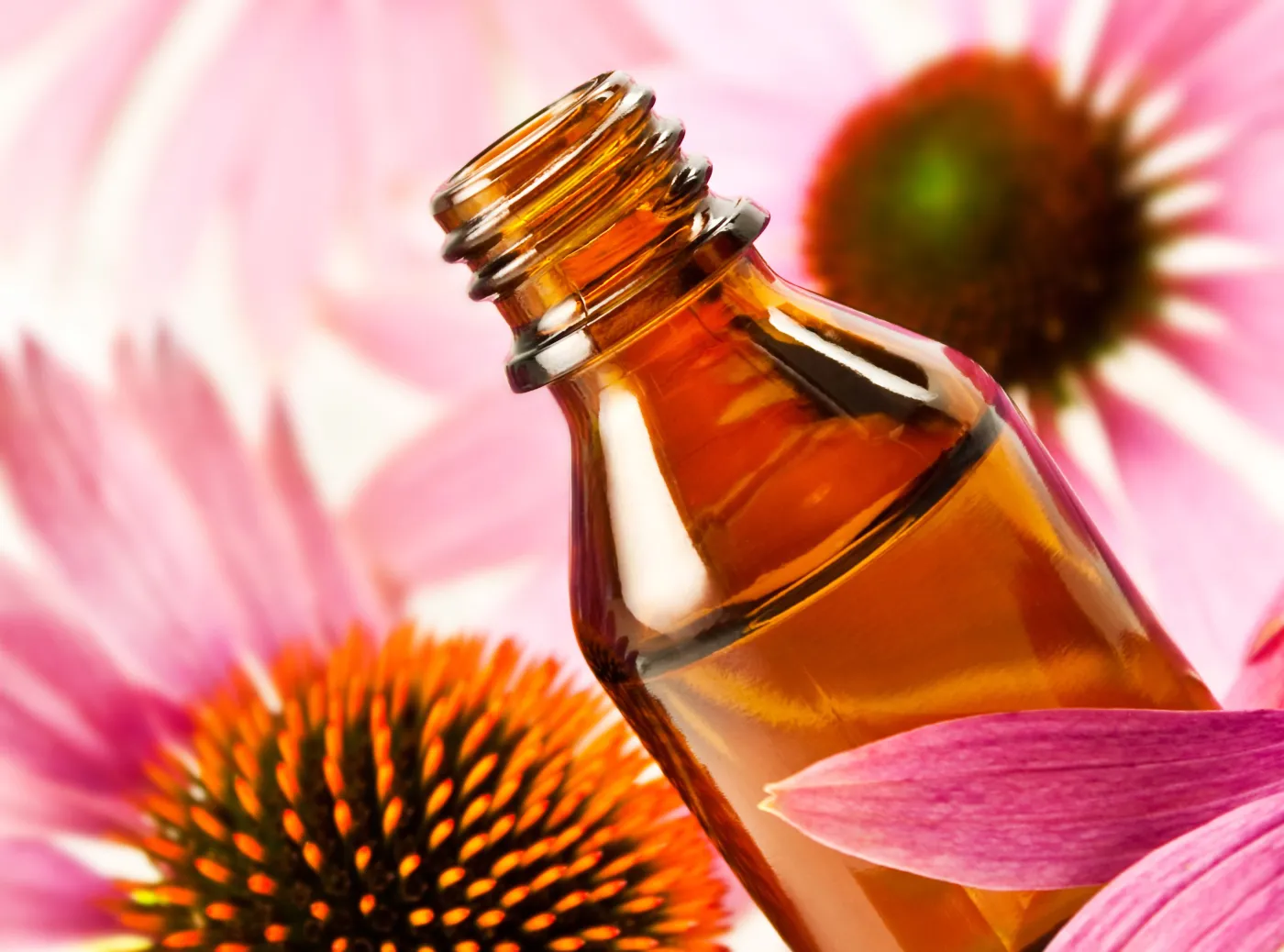 5639118-echinacea.jpg