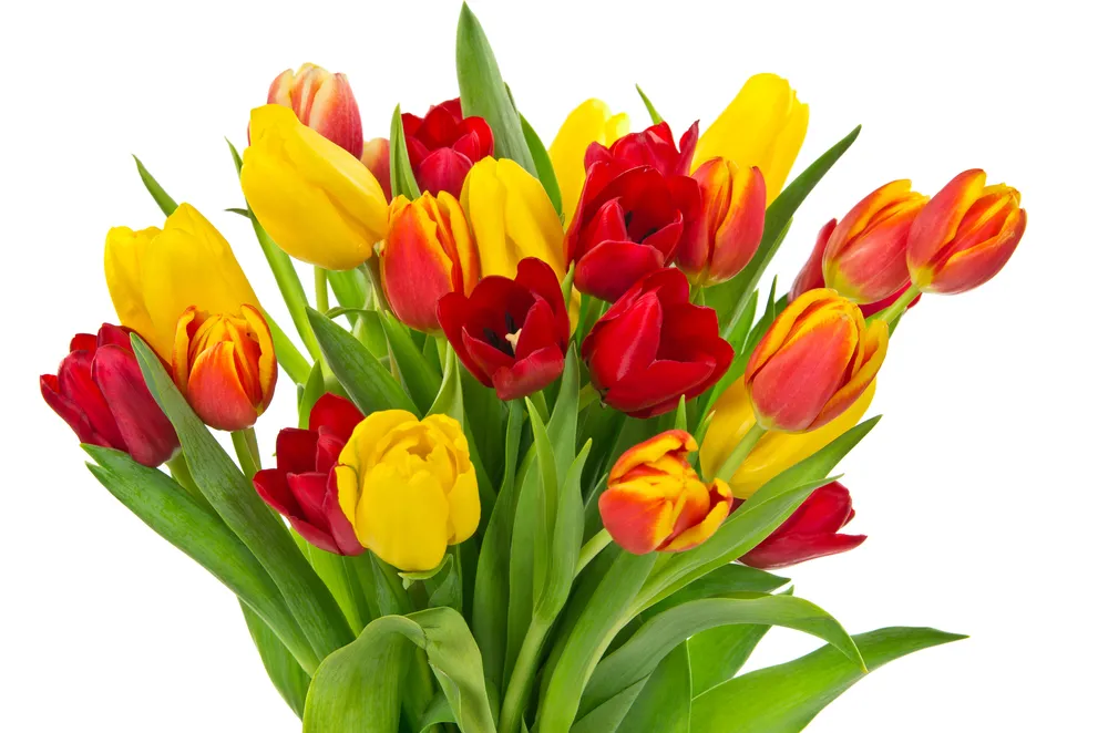 Tulipany