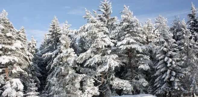 Beskidy pod śniegiem [PROGNOZA POGODY]