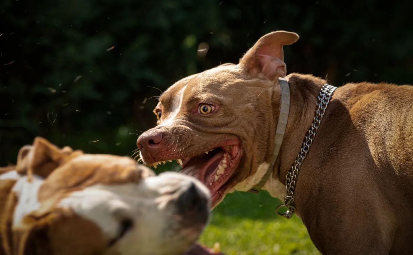 Amstaff zaatakował 14-letnią dziewczynkę