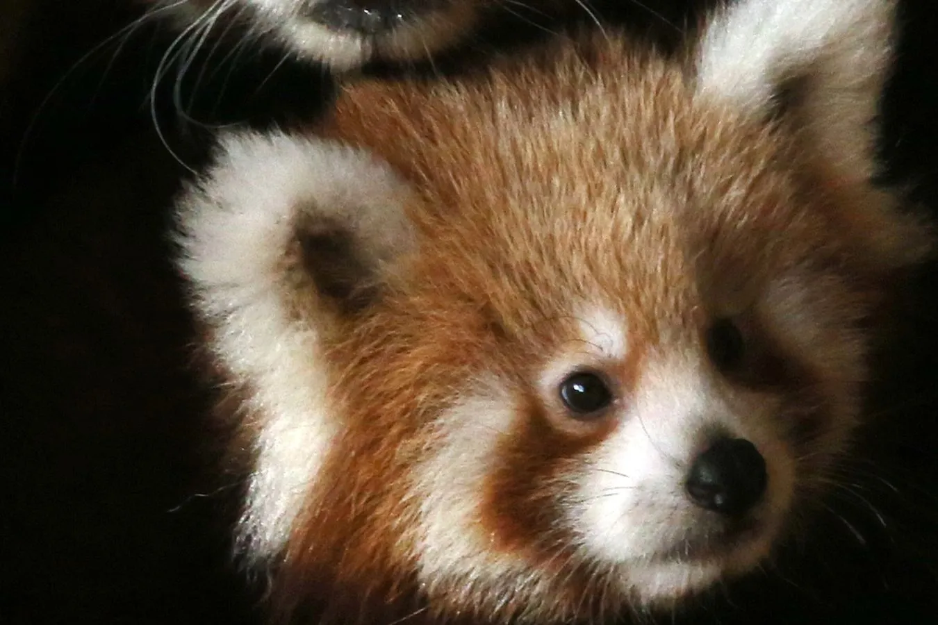 Nowo narodzona panda czerwona w Parku Zoologicznym Attica