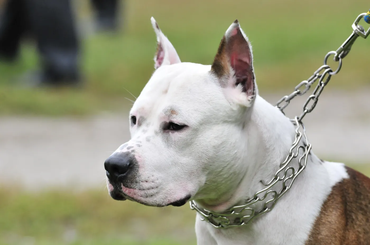 Wieluń. Przerażające sceny. Amstaff pogryzł 2-latkę