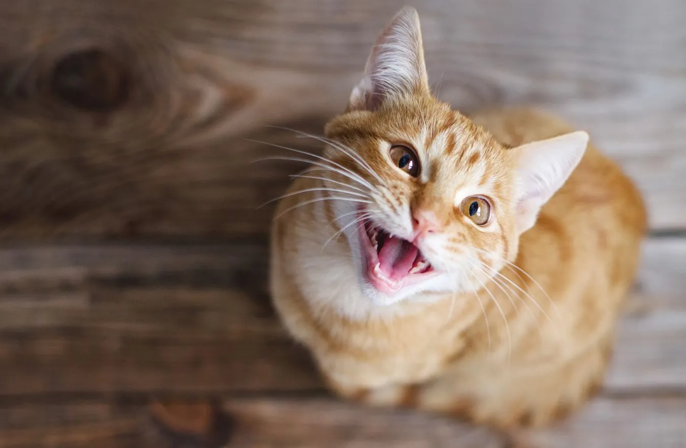 Garfield z Efezu. Ruda sensacja w starożytnym mieście