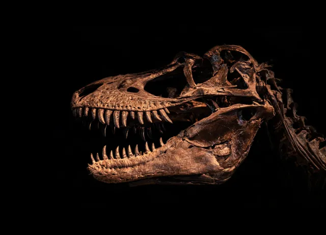 Odkryto nowy gatunek dinozaura