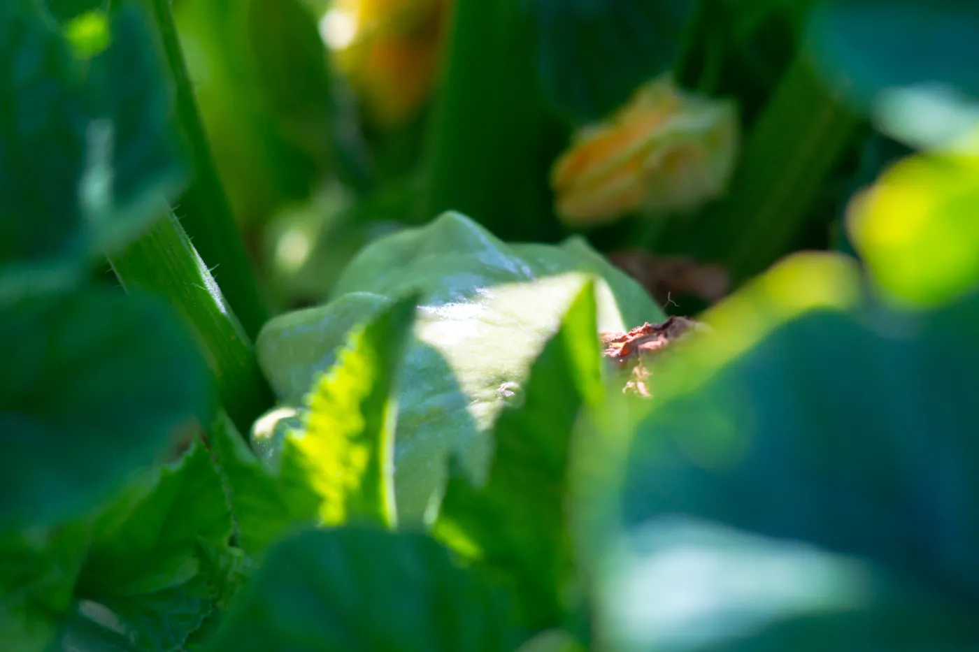 Green,Ripe,Patison,With,A,Brown,Navel,Hanging,On,A