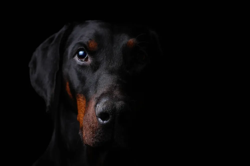 Doberman zostawiony w nagrzanym samochodzie. Pies dosłownie się ugotował