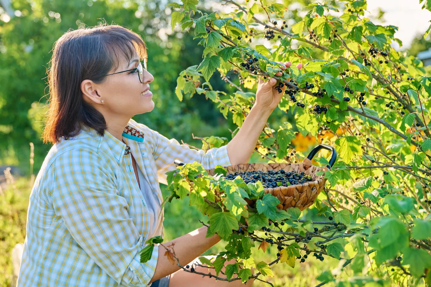 Harvesting,Picking,Ripe,Blackcurrants,In,Summer,Garden