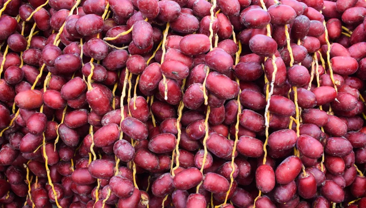 Selective,Focused,Of,Fresh,Ripe,Red,Date,Fruits,Bunch,Hanging