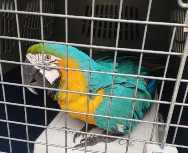 Papuga