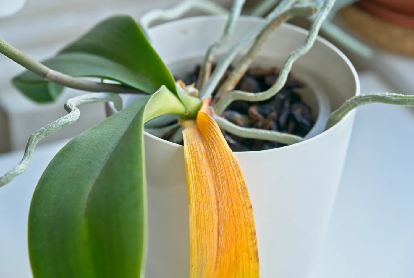 Phalaenopsis,Orchid,Leaves,Turning,Yellow,Due,To,Root,Rot.,Selective