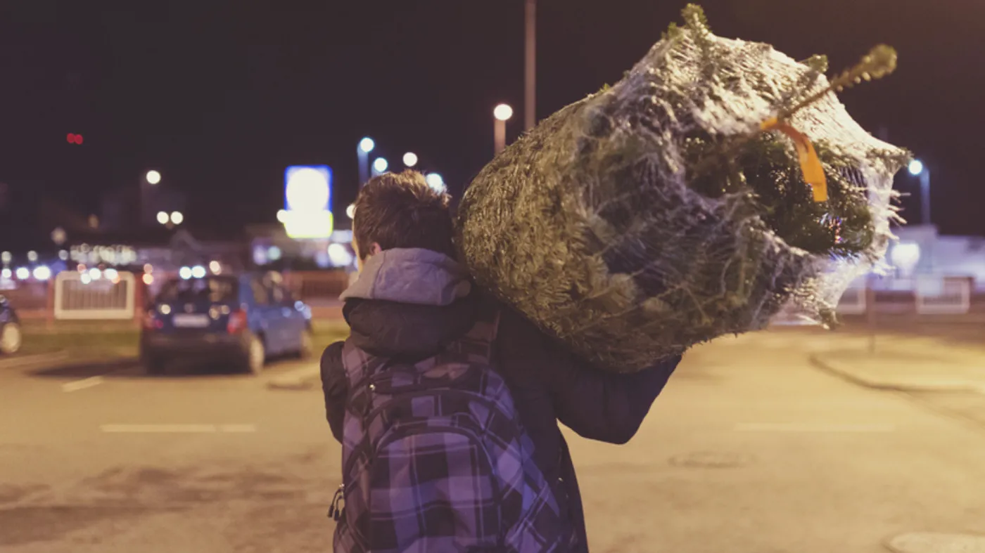Pracownicy Lasów Państwowych ostrzegają przed kleszczami, które mogą zostać wniesione do domu na żywych choinkach