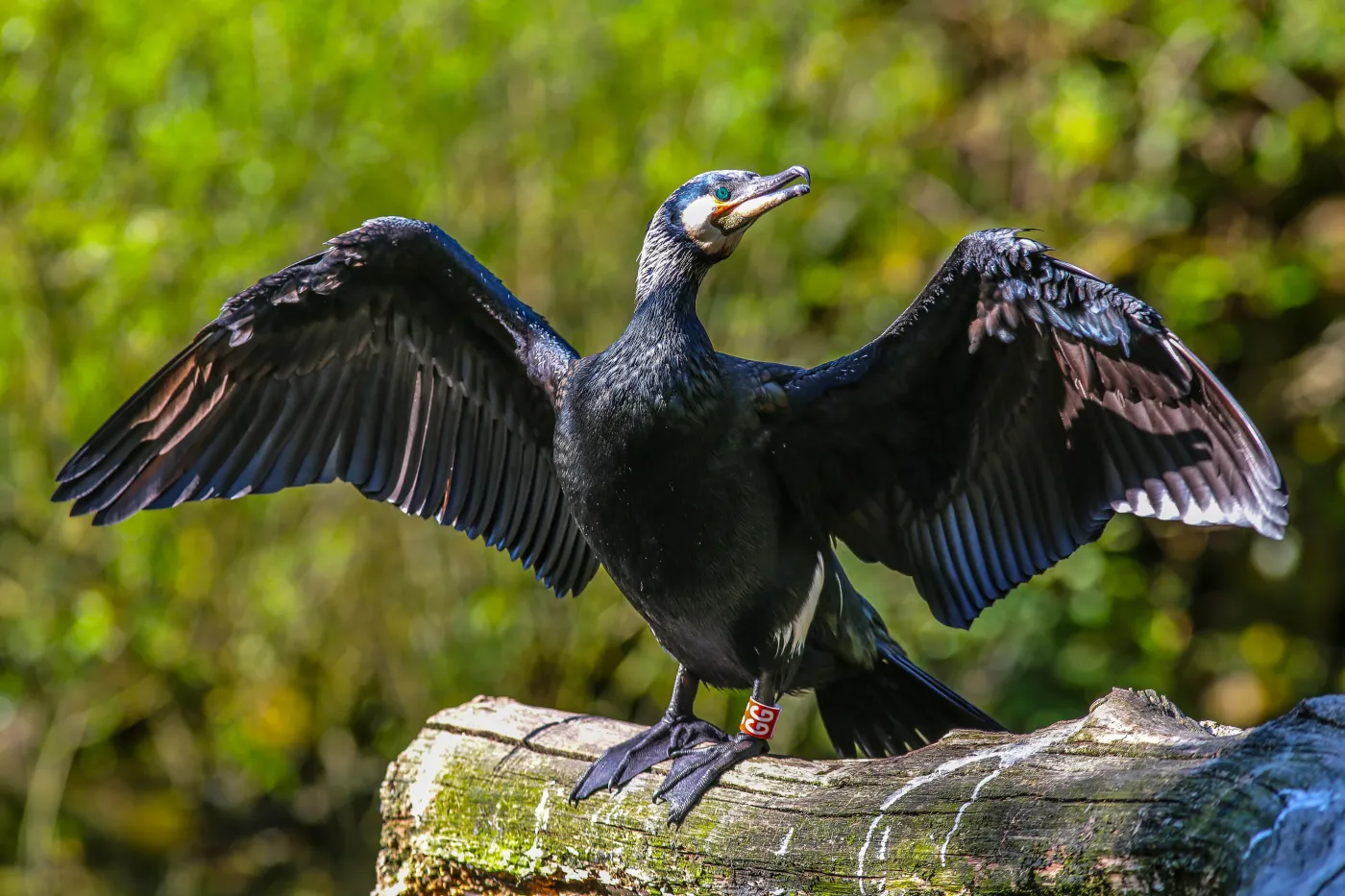 Kormoran