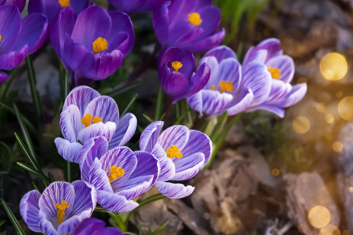 3. Krokus - zwany także szafranem, zakwita bardzo wcześnie ku uciesze pszczół