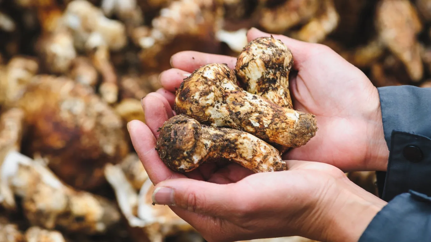 Matsutake