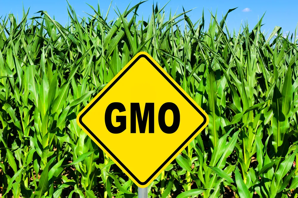 Żywność GMO jest zdrowa? W USA wybuchła wojna o etykietowanie produktów