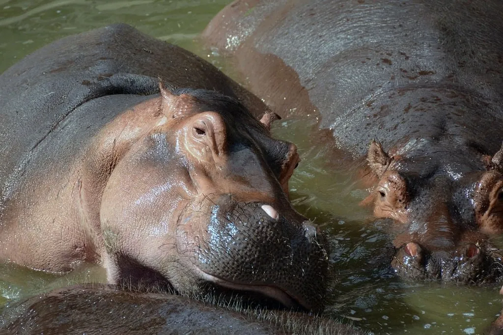 Hipopotam, zoo
