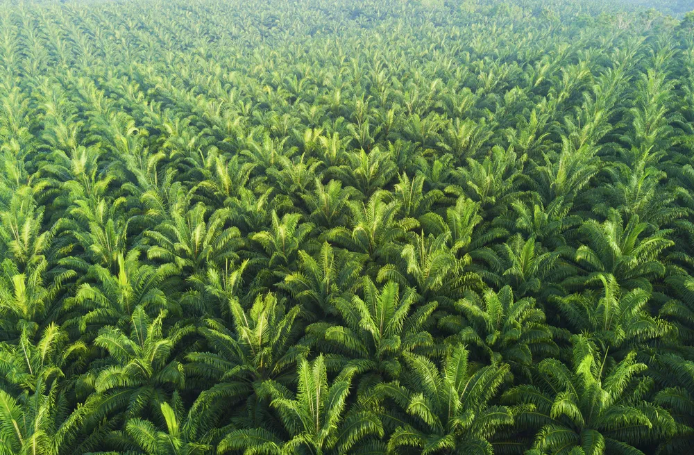 Dzień bez oleju palmowego. W Malezji trwa protest przeciwko bojkotowi produktu