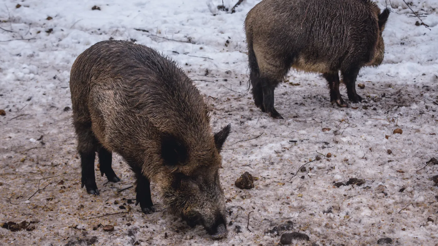 Dziki w Warszawie. Ekspertki: służby działają zbyt agresywnie, a jeśli zwierzęta nie zagrażają ludziom, nie można ich zabijać