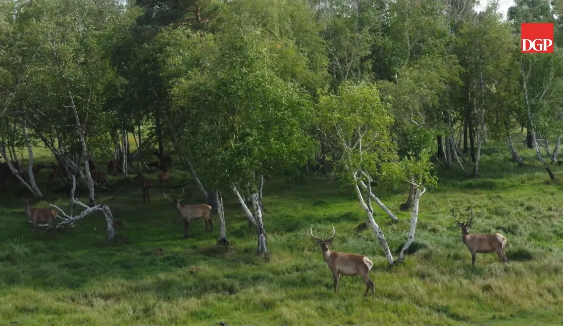 Badanie: drewno to natura, jakość, ale mniej kojarzy się z nowoczesnością