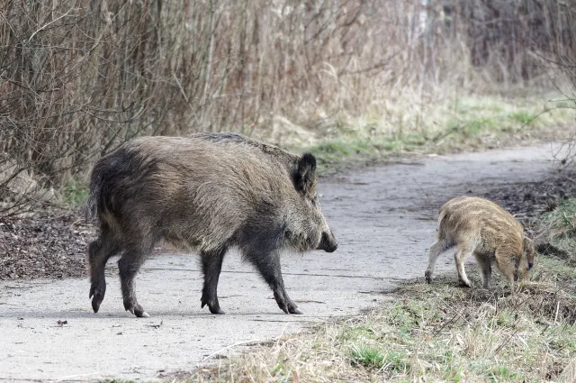 Dzik a sprawa polska