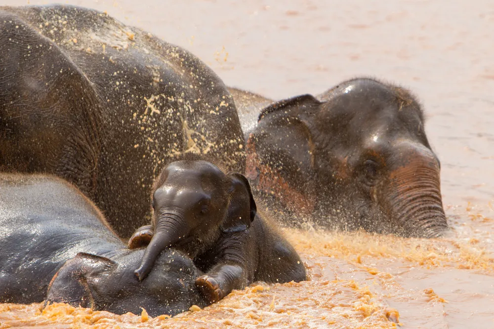 2083763-elephant-sanctuary.jpg