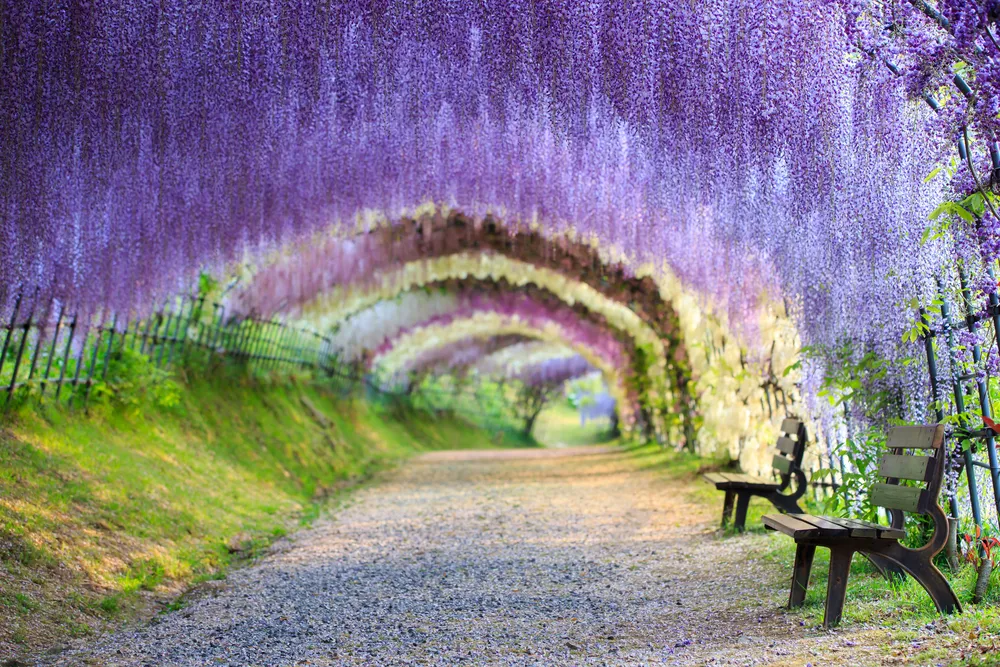 Tunel z glicynii (Japonia)