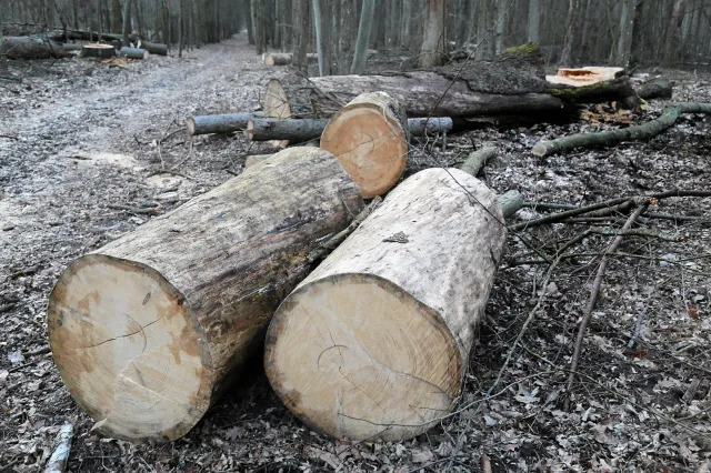 Wycinka w Puszczy Białowieskiej: Piły na razie ucichły. Spór jeszcze nie